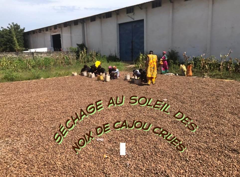 Séchage au soleil des noix de cajou crues
